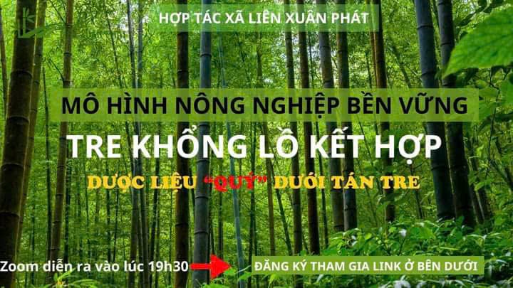 MÔ HÌNH LÀM KINH TẾ TRỒNG TRE KHỔNG LỒ
