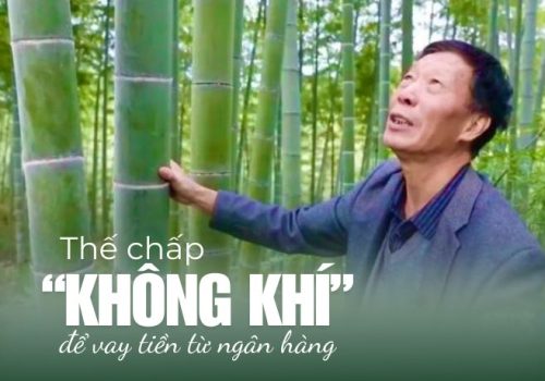 Trồng rừng tre: Cơ hội vàng trong thị trường tín chỉ carbon