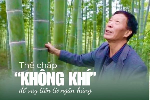 Trồng rừng tre: Cơ hội vàng trong thị trường tín chỉ carbon