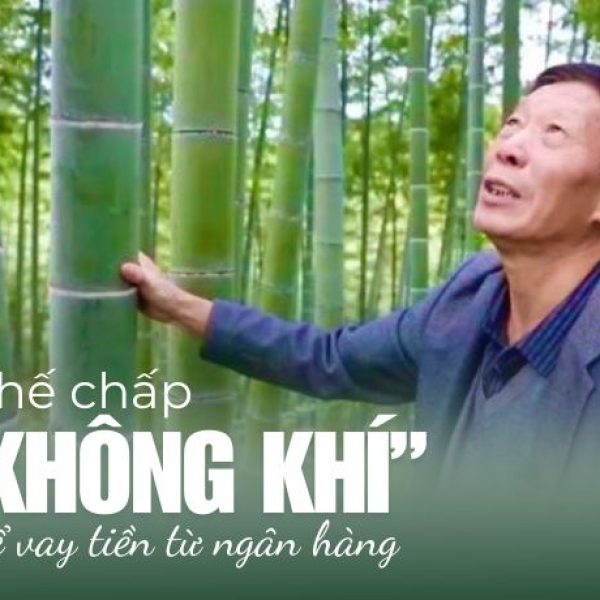Trồng rừng tre: Cơ hội vàng trong thị trường tín chỉ carbon